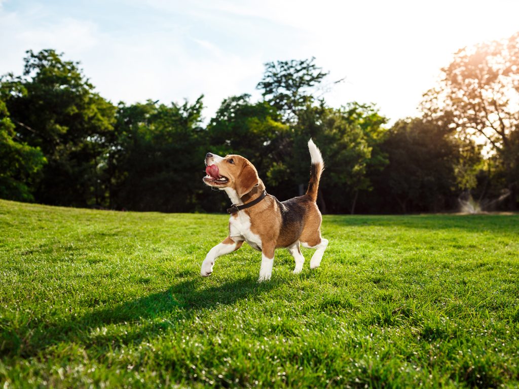 Dog-friendly hotel Castello San Antonio Lazise on Lake Garda