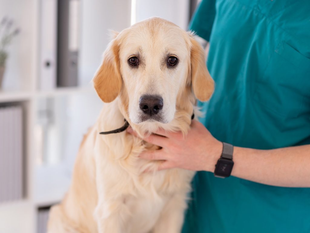 Dog-friendly hotel Castello San Antonio Lazise on Lake Garda