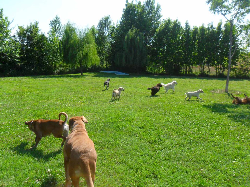 Dog-friendly hotel Castello San Antonio Lazise on Lake Garda