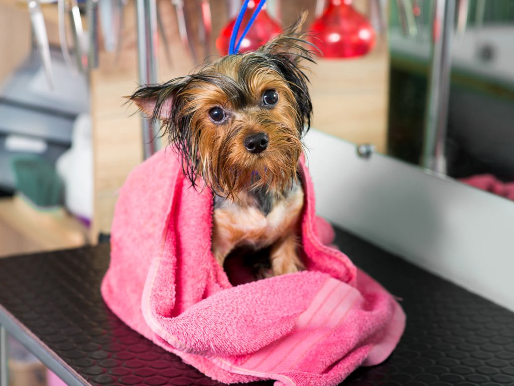 Dog-friendly hotel Castello San Antonio Lazise on Lake Garda