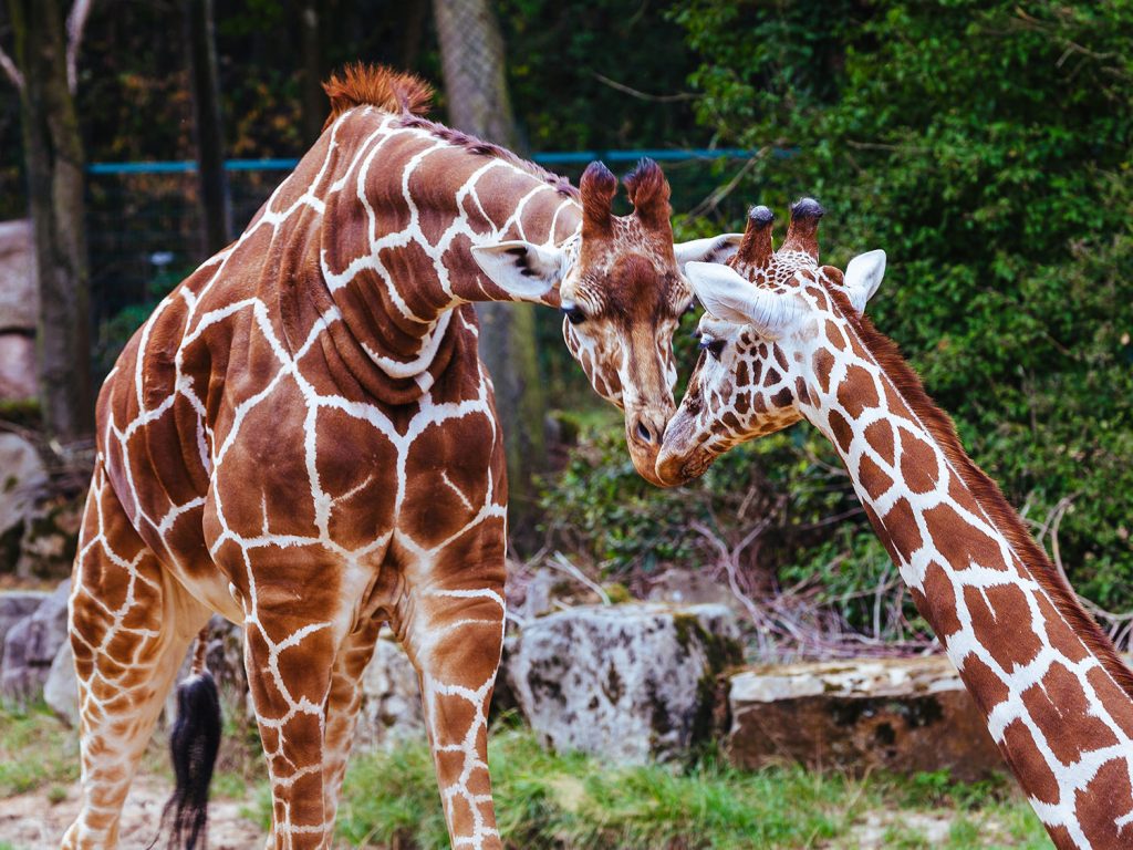 Parco Natura Viva: an adventure combining safaris and biodiversity